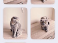 4 yaşında dişi kedimiz ücretsiz sahiplendirilecektir
