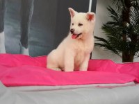 En Özel Akita Yavruları
