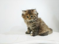 British longhair dişi ve erkek yavrular Bursa
