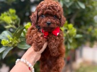 Sevimli Toy Poodle Yavrularımız