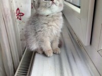 British Shorthair Lilac Dişi Yavru
