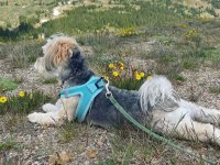 1 yaşında komut ve itaat eğitimli köpeğimiz