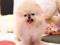 Ayı surat boo pomeranian bebeklerimiz teddy bear