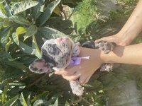 MERLE FRENCH BULLDOG KIZIMIZ