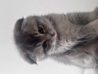 ÖZEL SCOTTİSH KEDİMİZ