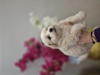 Maltese terrier yavrusu