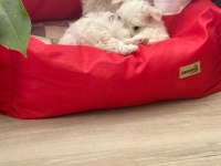 Maltese terrier yavrumuz 2 aylık