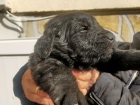 Safkan siyah golden retriever yavrular