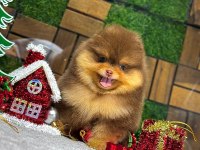 Pomeranian boo teacup