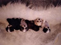 Yavru köpeklerimi sahiplendiriyorum