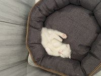Kedimiz yeni sahibini bekliyor