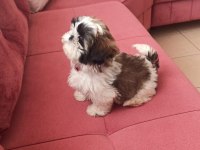 A kalite shih tzu yavrularımız ırk ve sağlık garantili