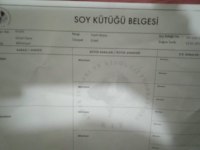 Şecereli Irk Garanti Belgeli Pasaportlu Kimlikli Danua