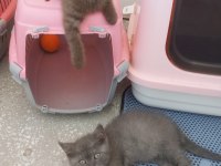 Güzel british shorthair yavrular