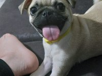 dişi pug 1 yaşında köpeğimiz