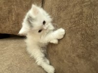British longhair 2 aylık