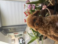 KIVIRCIK POODLE BEBEĞİMİZ