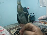 Yavru sultan papağanı