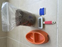British shorthair dişi 1 yaşında