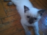 60 günlük british shorthair yavrular