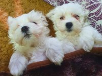 Badem şekerleri maltese köpekler