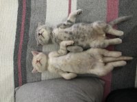 Sahiplendirilmeye hazır british shorthair