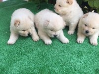 45 günlük chow chow erkek