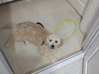 7 Aylık Maltipoo