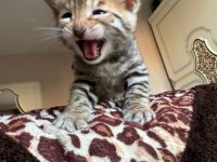 Küçük bengal kedisi kaplanlar