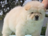 A KALİTE BEYAZ CHOW CHOW YAVRULAR