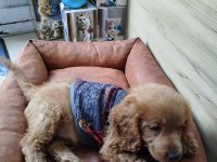 2.5 aylık dişi toy poodle
