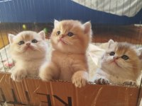 WORLD CAT FEDERASYONU KAYITLI GOLDEN BRİTİSH BEBEKLER