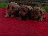 Rezerveye Açık Kore Poodle