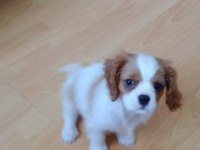 3 aylık erkek bebek king charles