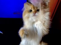 Şecereli British Longhair Golden Yetişkin Erkek