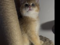 British shorthair golden kardeşler erkek
