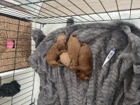 Orjinal toy poodle yavrularımız