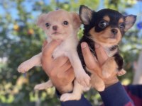 Teacup Chihuahua dişi yavrularımız @petclubadanaa