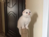 Safkan scottish fold minnaklar
