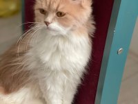3 yaşında chinchilla dişimizi eş arıyoruz