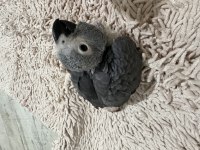 EL BESLEMESİ ÇOK EVCİL BEBEK JAKO PAPAĞANI