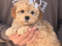 Maltipoo yavrularımız