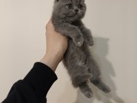 Dişi ve Erkek Safkan Ayı Surat Bebek Kedimiz