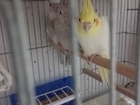 Sultan papağanı minikler hazır