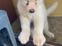 Beyaz Akita 