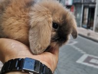 Bebek Hollanda lop tavşanlar görücüde