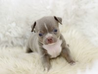 Egzotic Teacup Chihuahua
