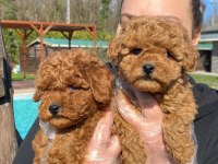 Red Brown Toy Poodle Yavruları İstanbul