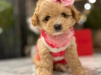 Güzeller güzeli 0 boy kore Maltipoo kattie