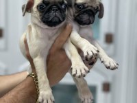 Üst segment güzeler güzeli Pug Mops